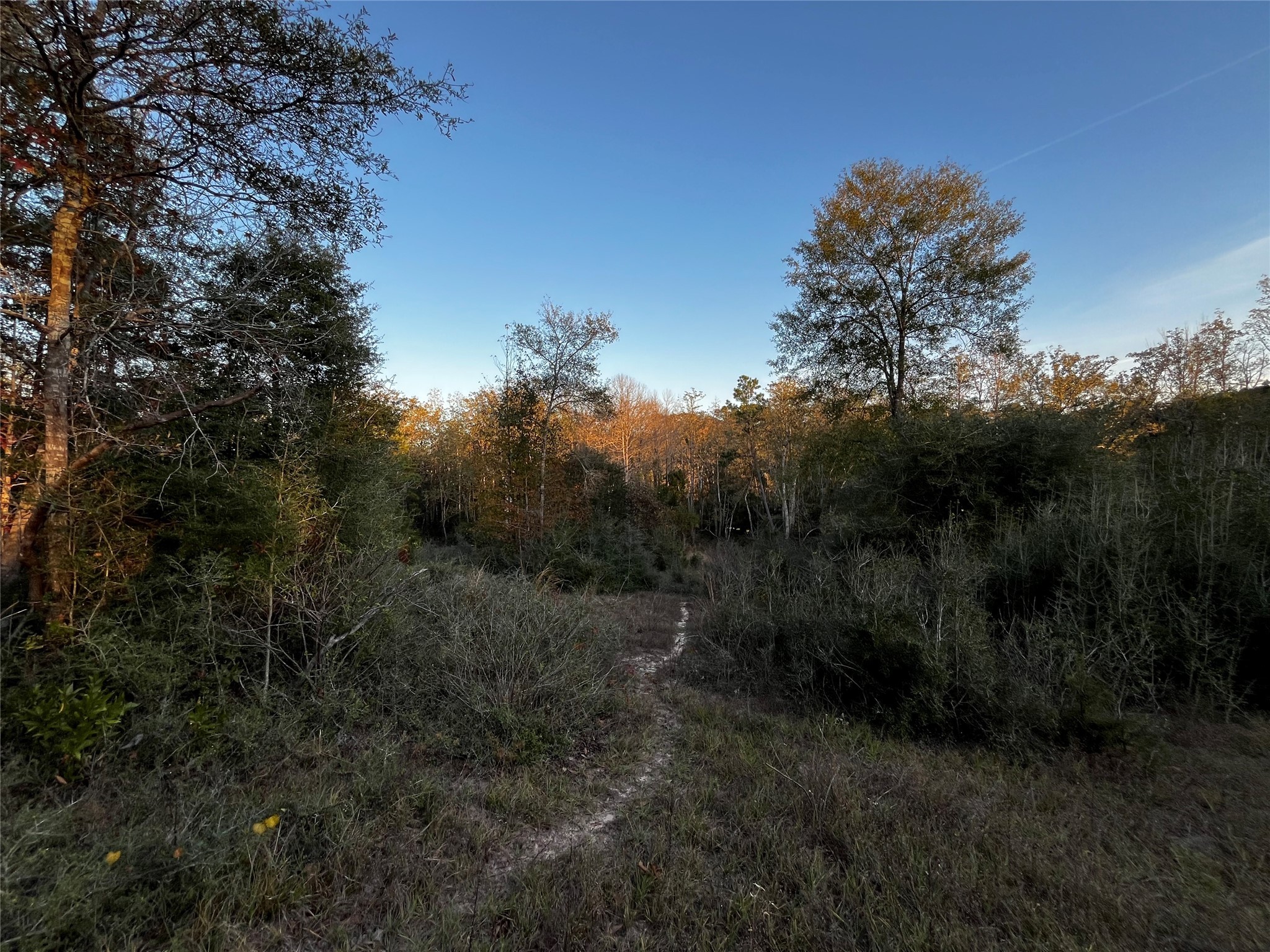 231 County Road 2190 Cleveland, TX 77327 - Photo 14 of 35 a view of a forest with a tree