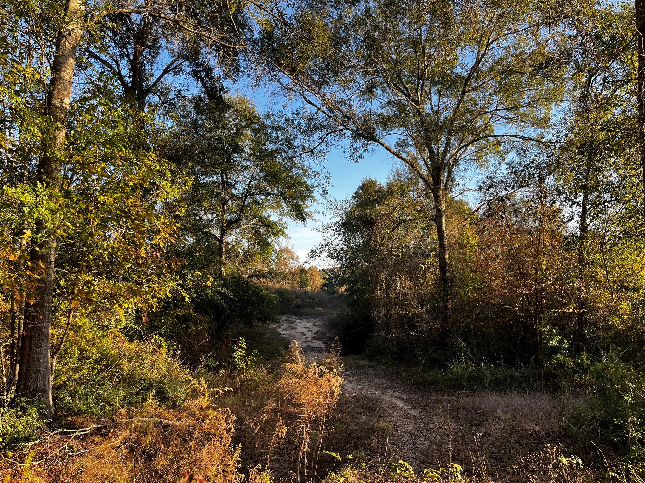 231 County Road 2190 Cleveland, TX 77327 - Photo 16 of 35 a view of a forest with trees