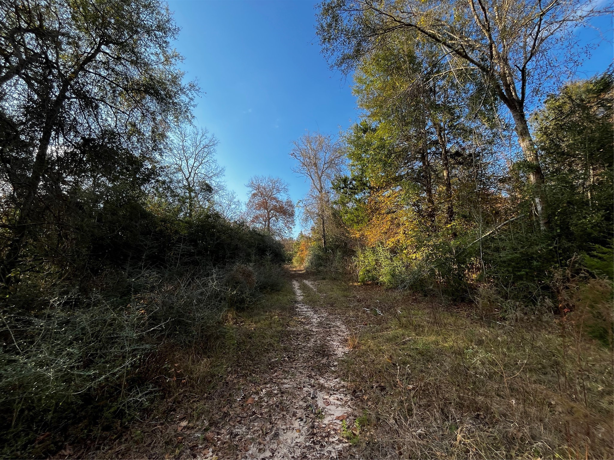 231 County Road 2190 Cleveland, TX 77327 - Photo 17 of 35 a view of a forest with trees in back