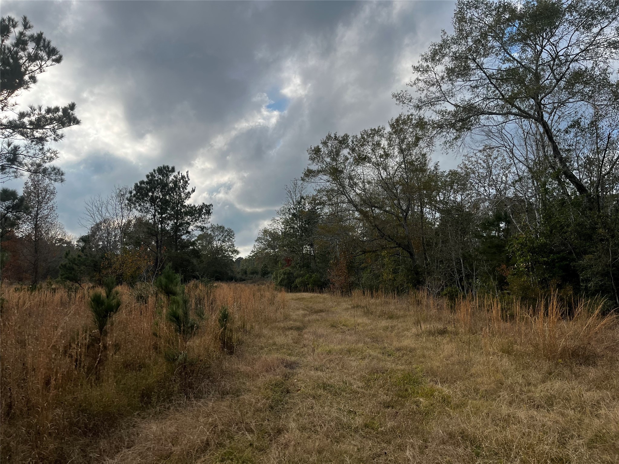 231 County Road 2190 Cleveland, TX 77327 - Photo 20 of 35 a view of a lake with lots of trees