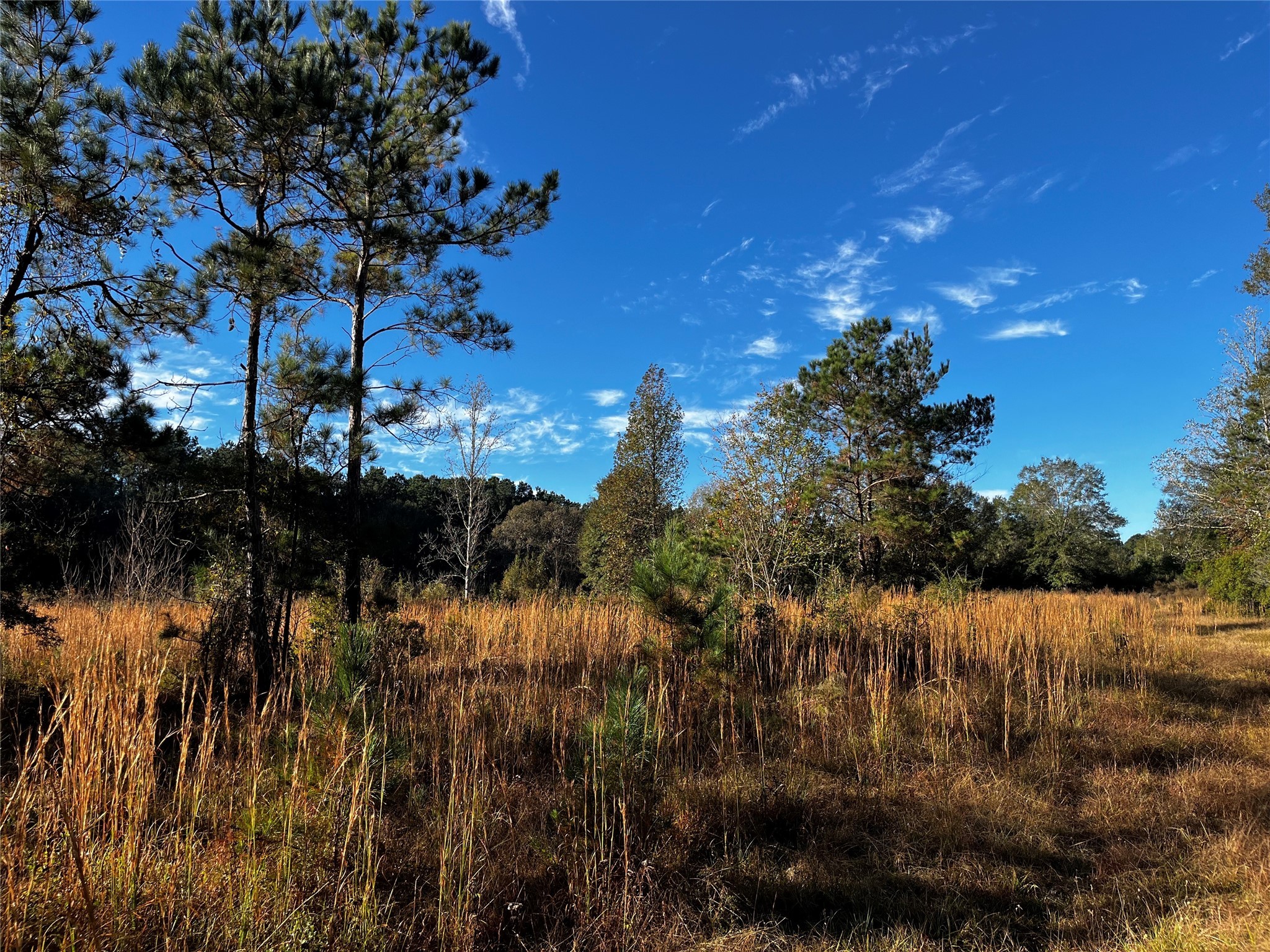 231 County Road 2190 Cleveland, TX 77327 - Photo 2 of 35 a view of a lake in between two of trees