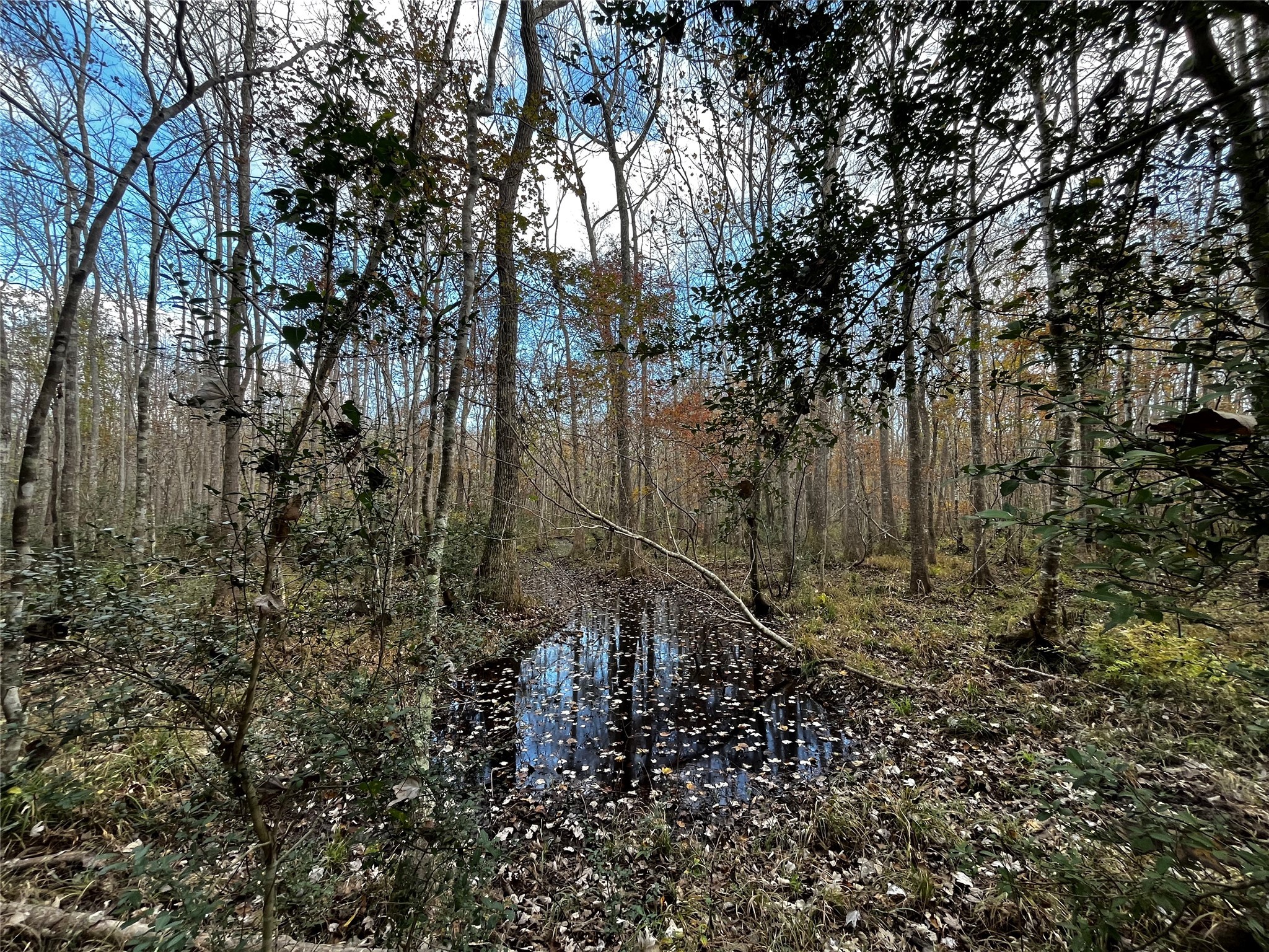 231 County Road 2190 Cleveland, TX 77327 - Photo 23 of 35 a view of a yard with large trees