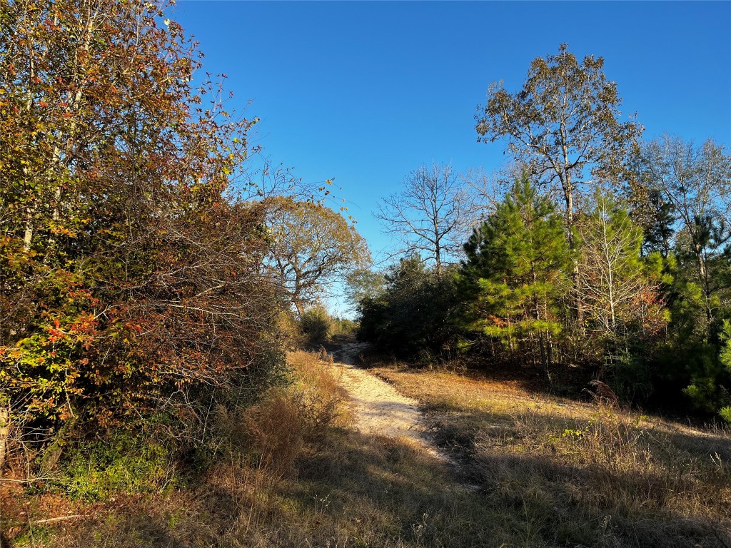 231 County Road 2190 Cleveland, TX 77327 - Photo 26 of 35 a view of a yard with a tree