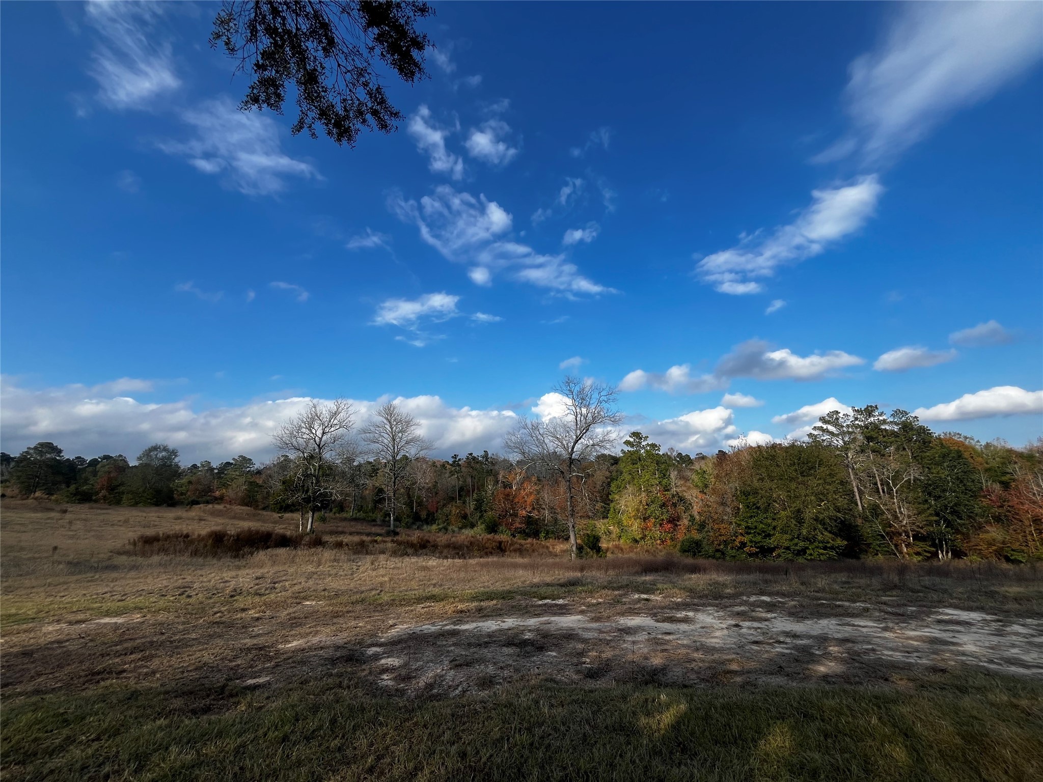 231 County Road 2190 Cleveland, TX 77327 - Photo 29 of 35 a view of a big yard of a house with a yard