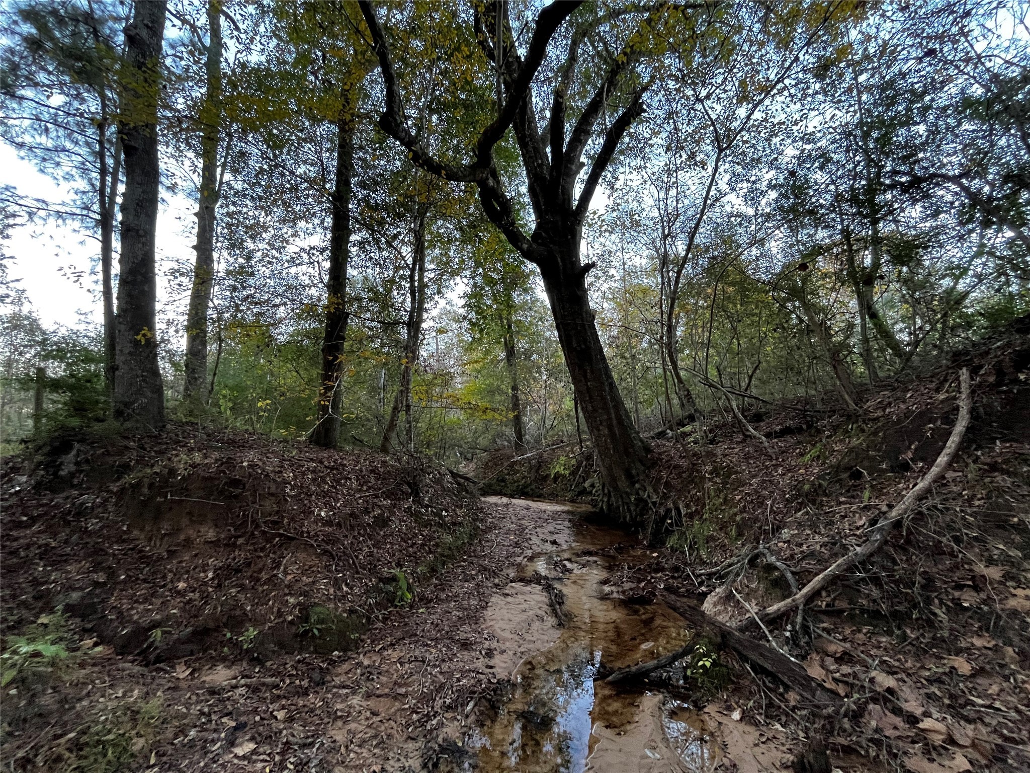 231 County Road 2190 Cleveland, TX 77327 - Photo 6 of 35 a view of a forest with trees in front of it