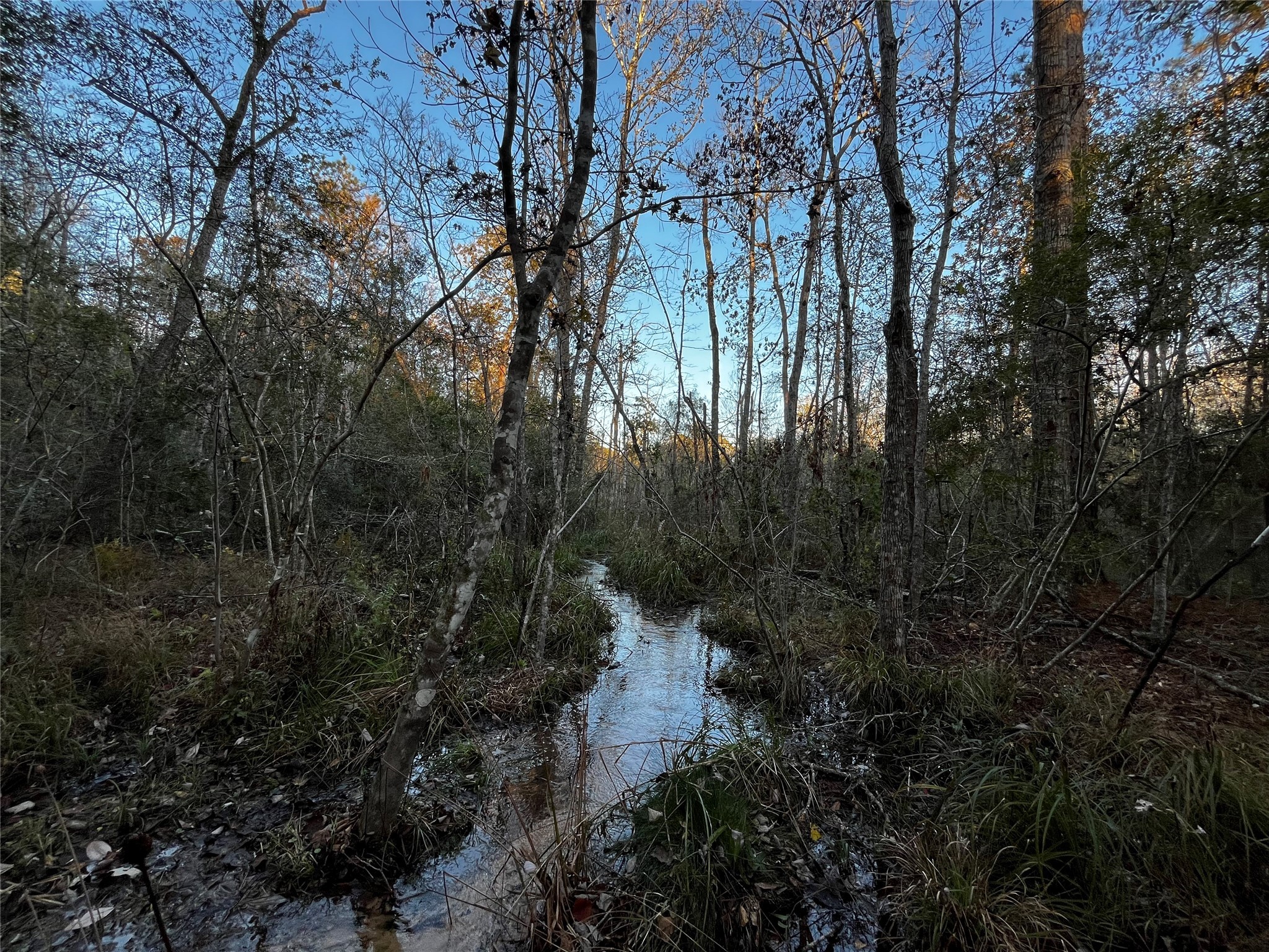 231 County Road 2190 Cleveland, TX 77327 - Photo 7 of 35 a backyard of a house with lots of green space