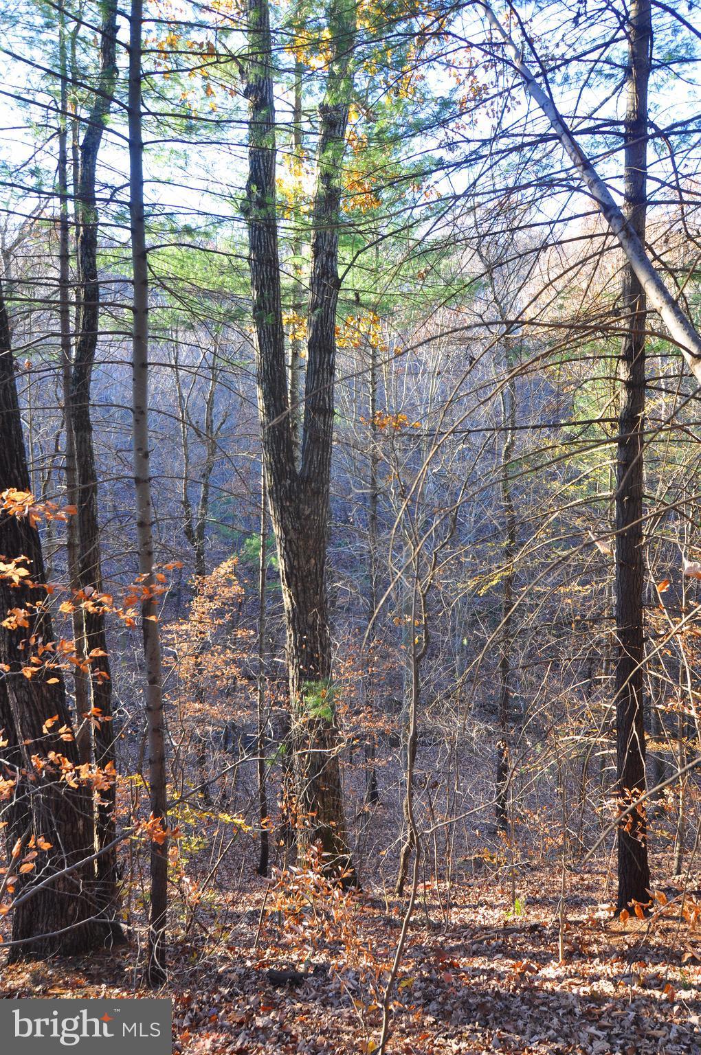 Lot 293 Drummer Hill Road Front Royal, VA 22630 - Photo 6 of 8 a backyard of a building with large trees