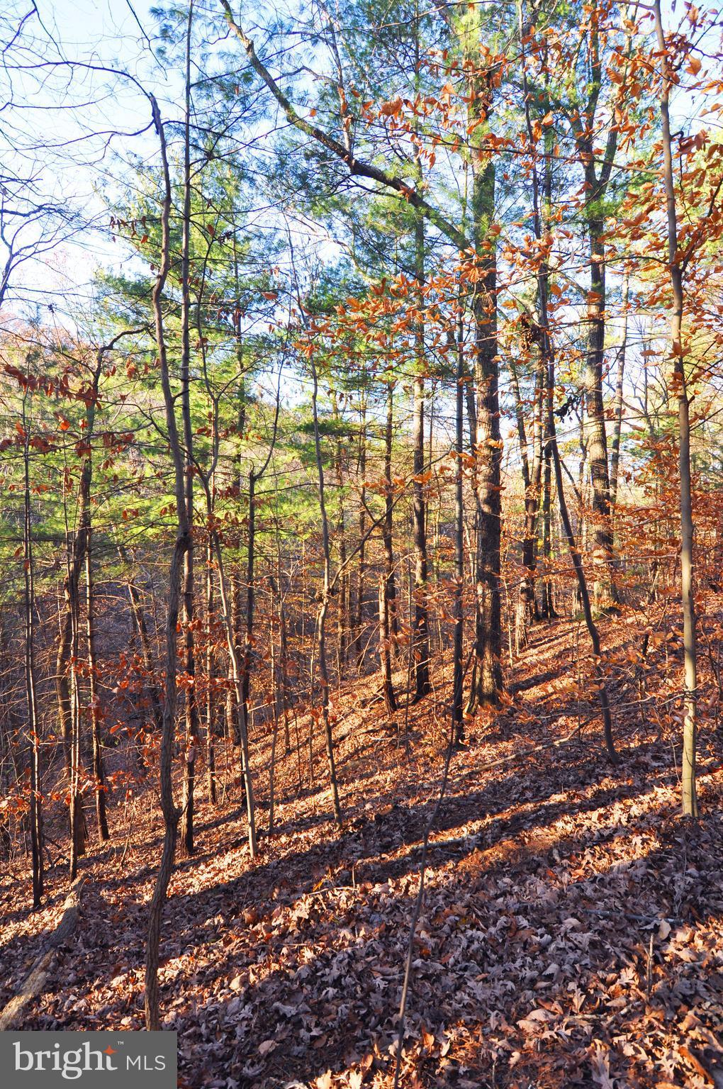 Lot 293 Drummer Hill Road Front Royal, VA 22630 - Photo 8 of 8
