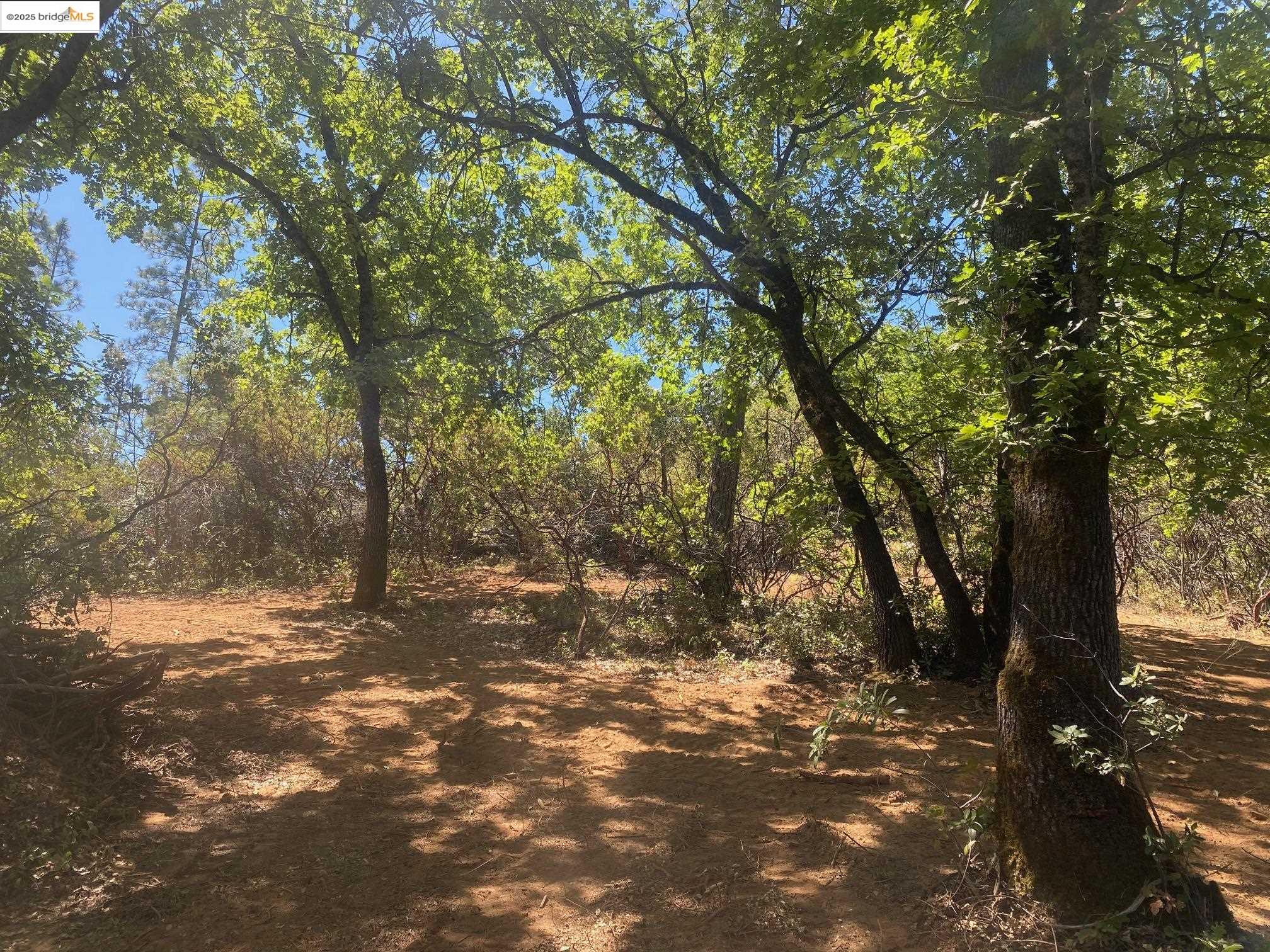 a view of a yard with a tree