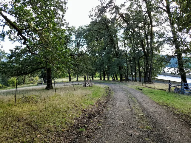 a view of a tree in a park