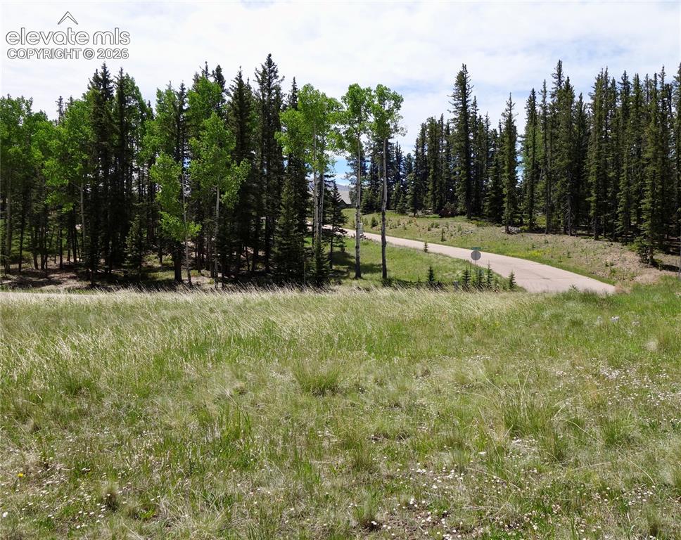 307 Pinaceae Heights Divide, CO 80814 - Photo 6 of 9