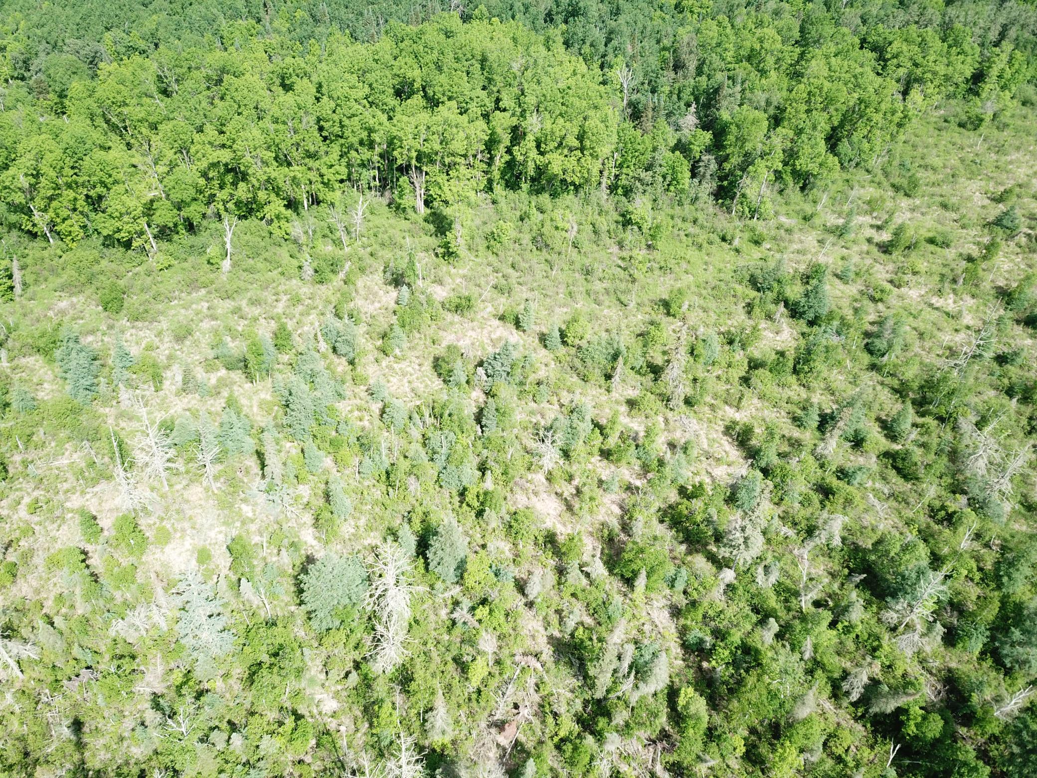 Tbd1 Mud Lake Road Bagley, MN 56621 - Photo 11 of 31