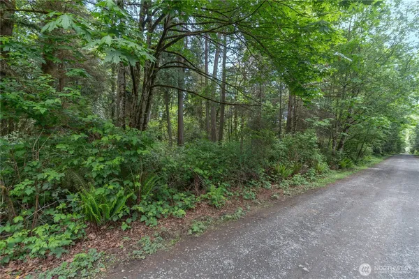 a view of a forest with trees in the background