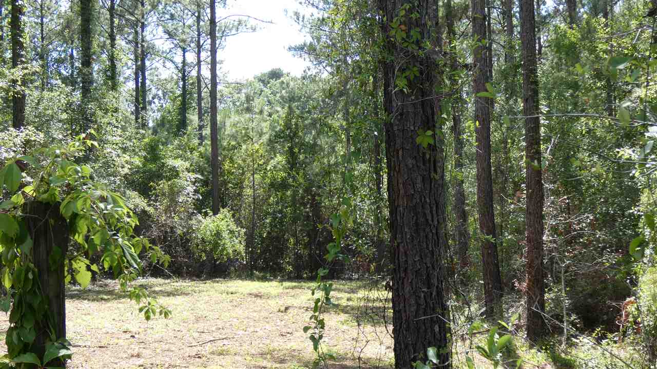 Tbd Sutton Road Monticello, FL 32344 - Photo 3 of 8 Gallery Image 3