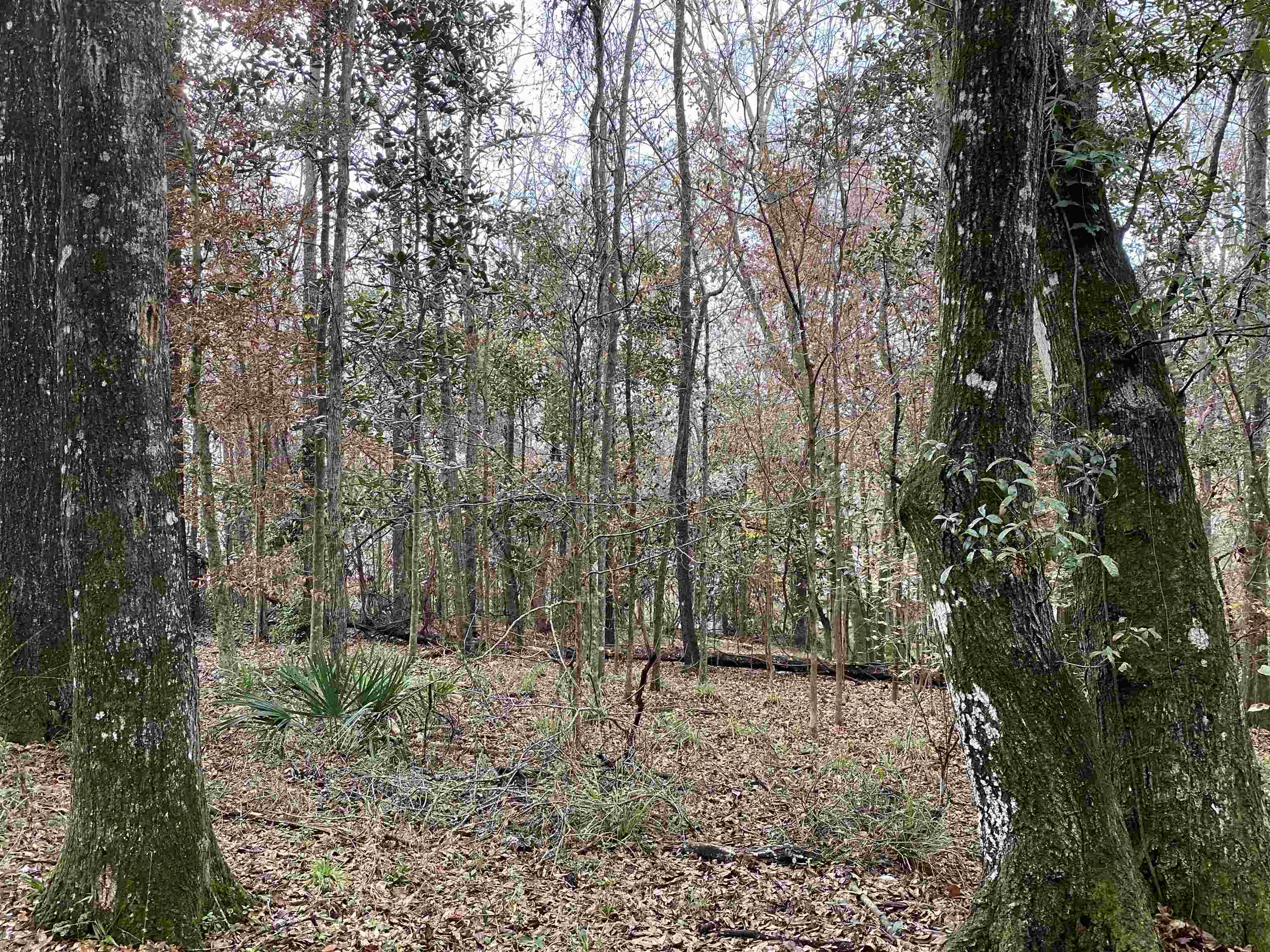 Coes Bluff Road Tallahassee, FL 32310 - Photo 22 of 31 Gallery Image 22