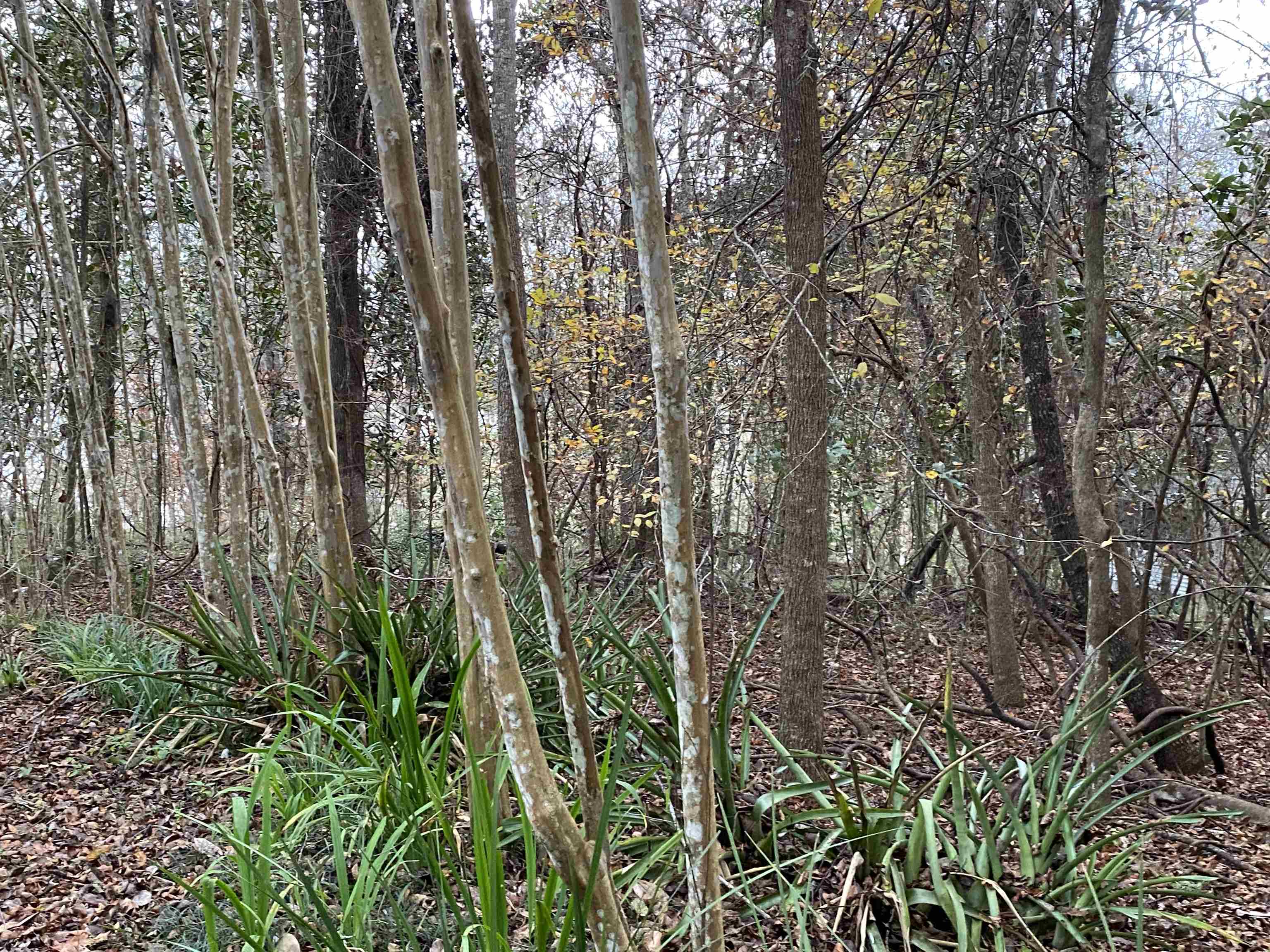 Coes Bluff Road Tallahassee, FL 32310 - Photo 28 of 31 Gallery Image 28