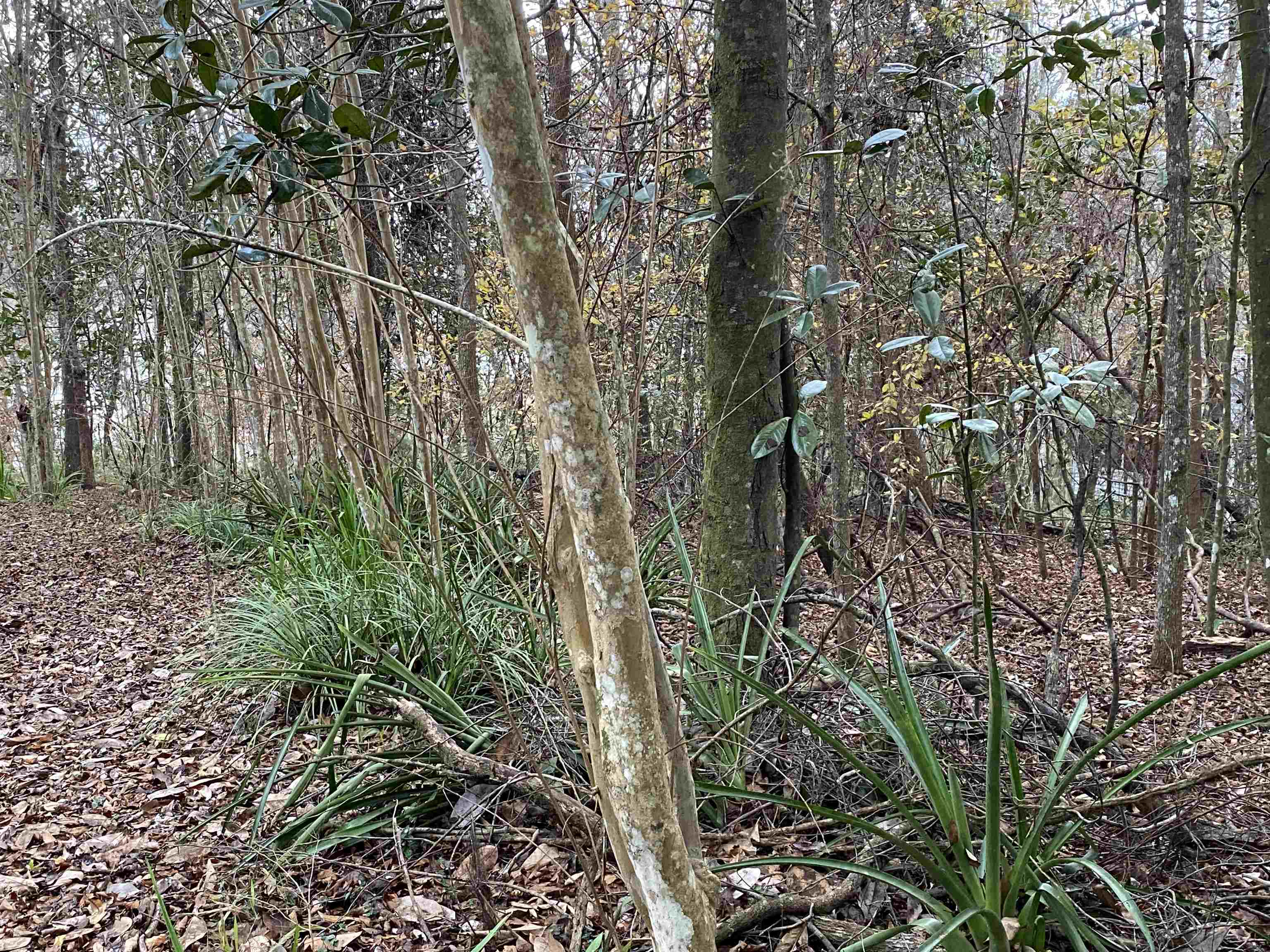 Coes Bluff Road Tallahassee, FL 32310 - Photo 29 of 31 Gallery Image 29