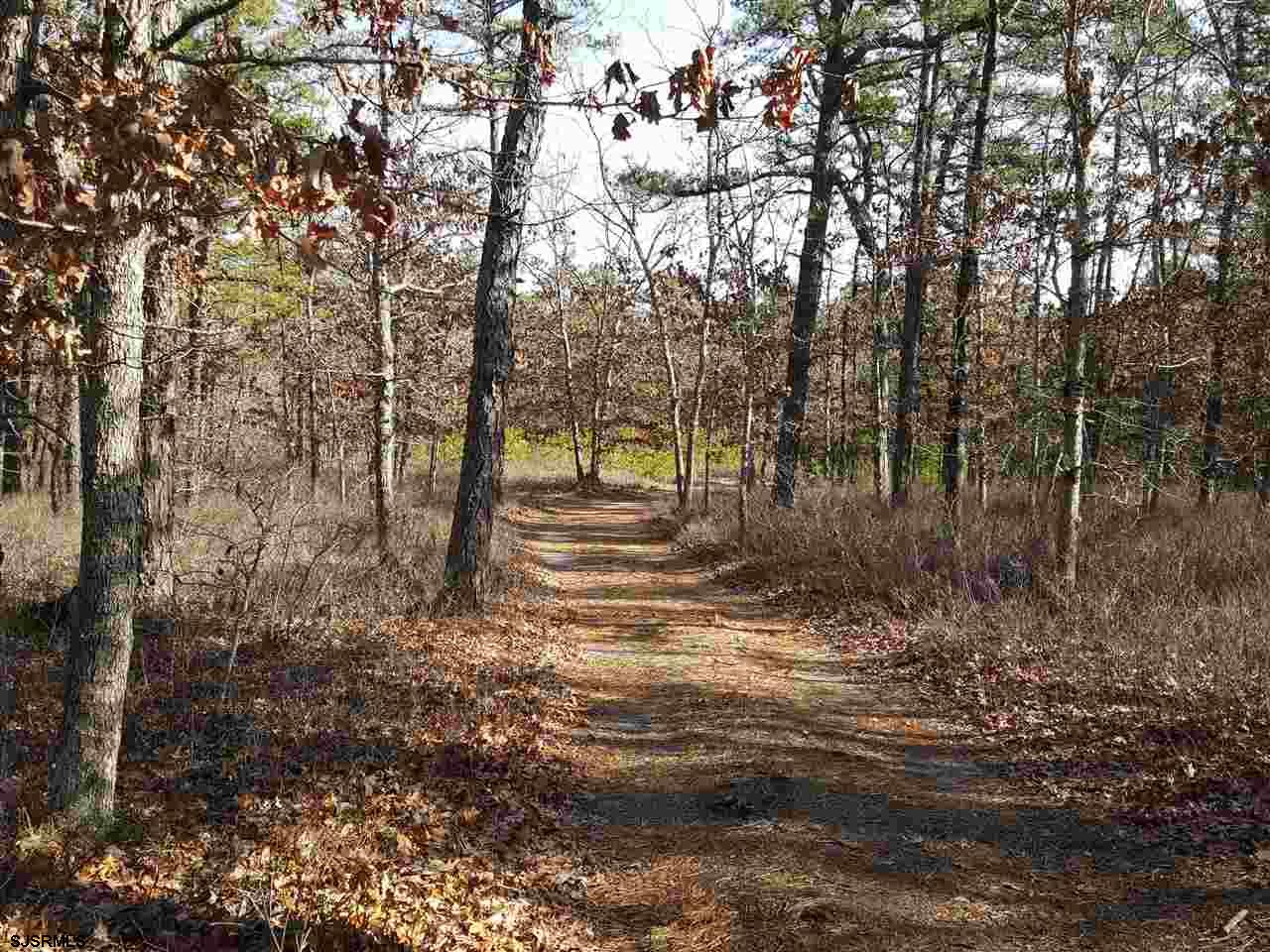 a view of a forest filled with trees