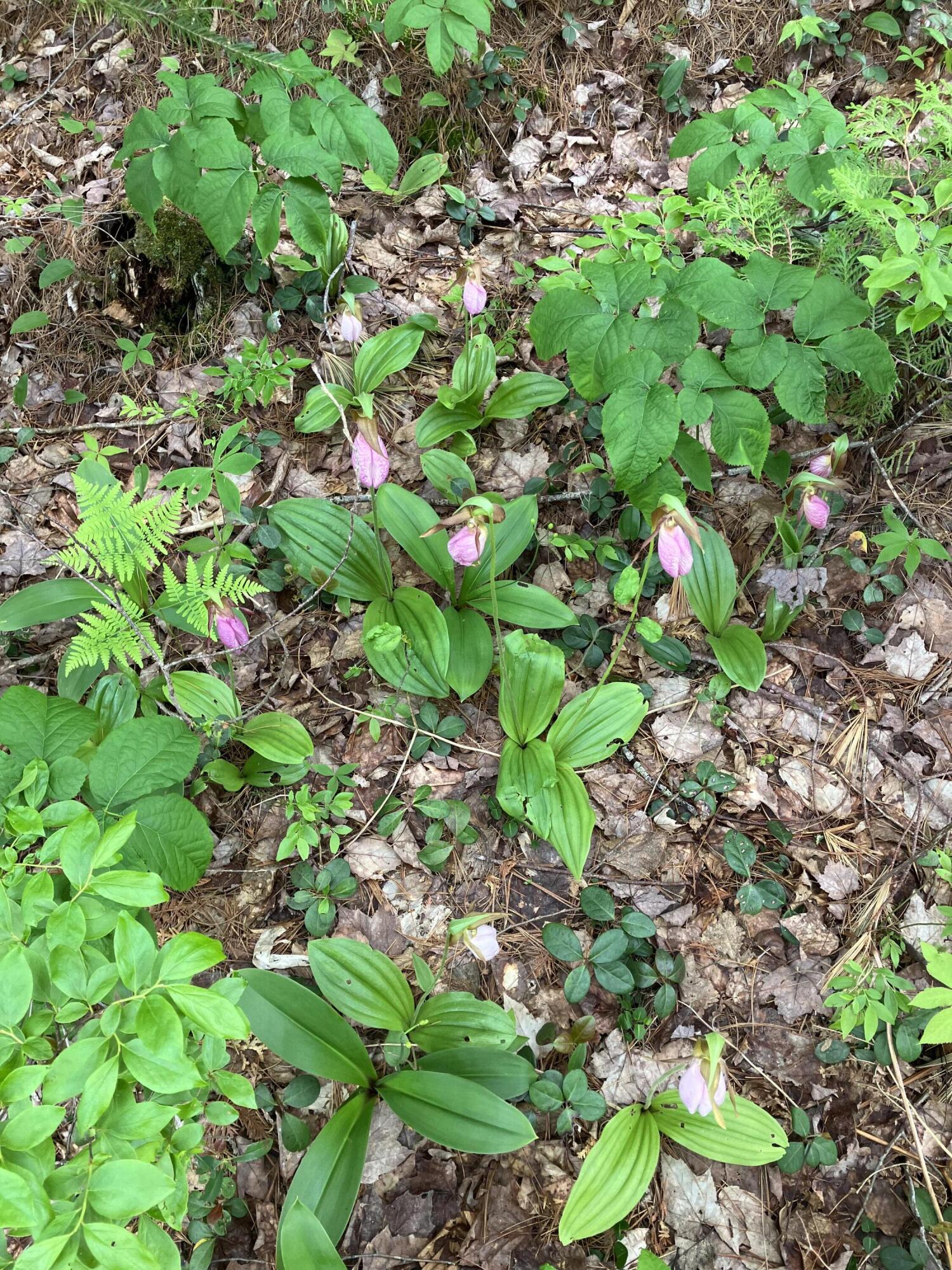 351 East Hopkins Pond Road Ellsworth, ME 04605 - Photo 28 of 30 Lady Slipper