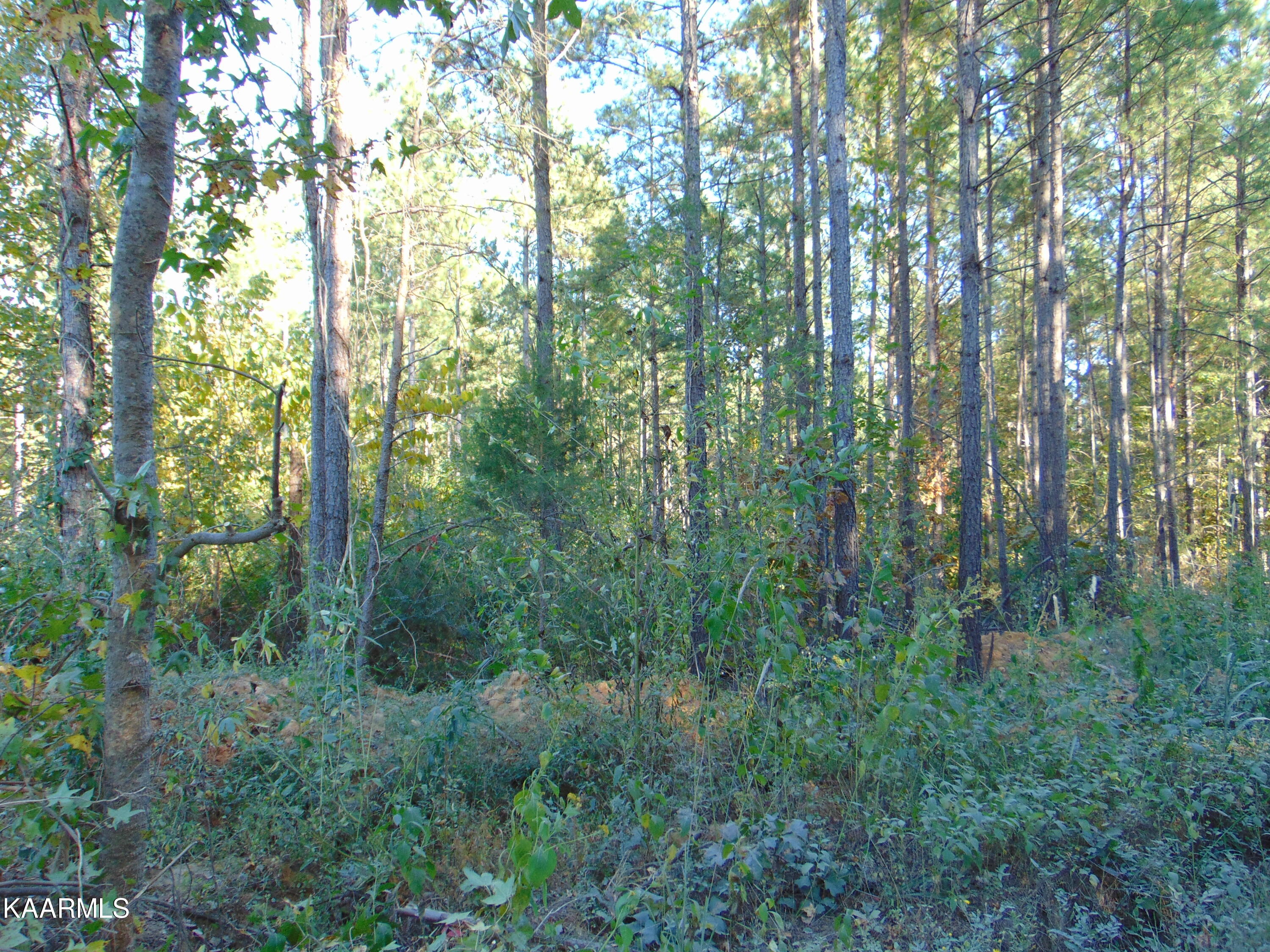Tract 2-e-1 Tract 2-e-1 Charles Road Decatur, TN 37322 - Photo 3 of 7 DSC01677