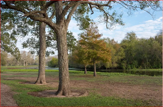 a view of river covered with trees