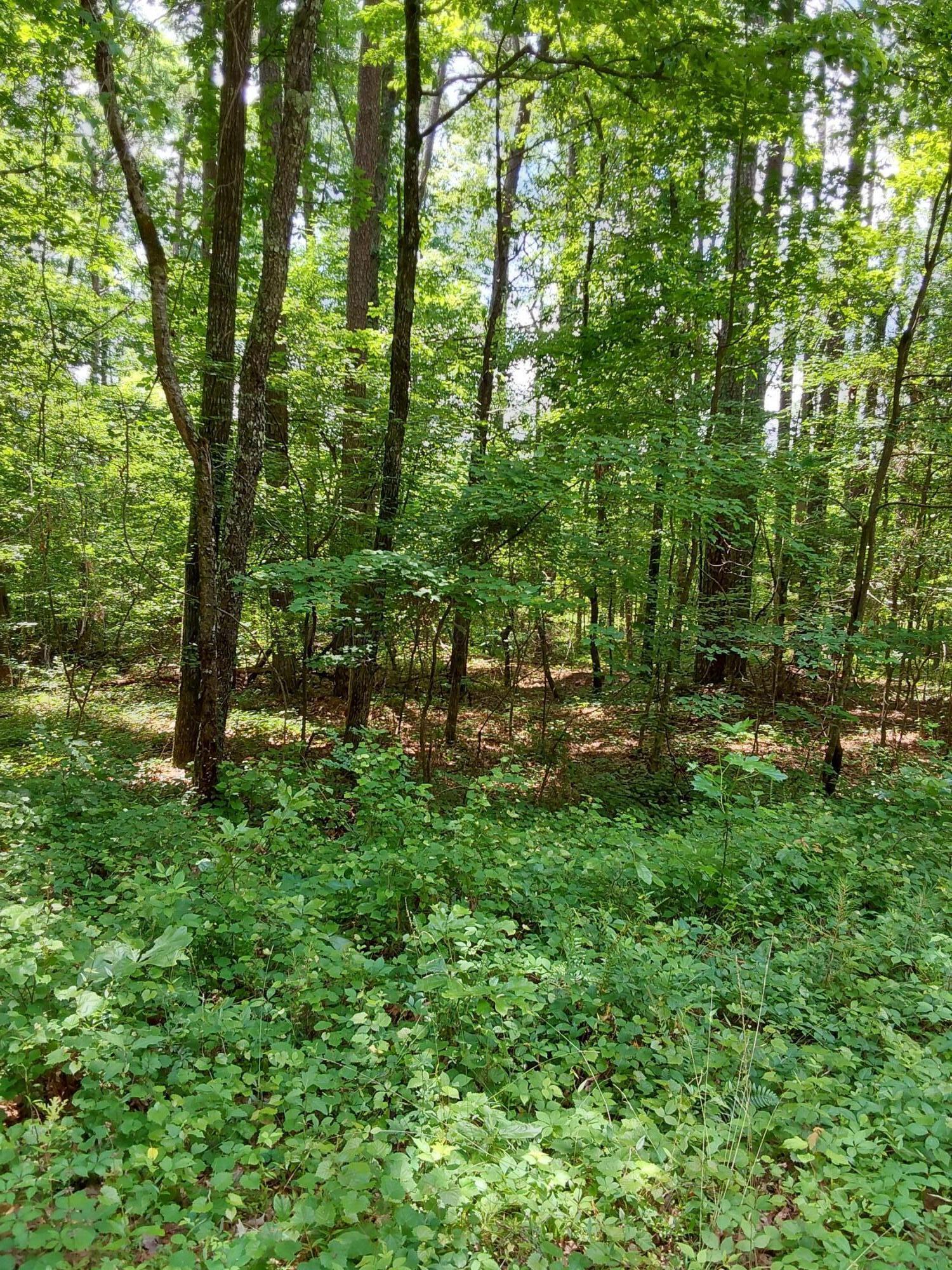 Old Duncan Road Arley, AL 35541 - Photo 2 of 5 1000001095