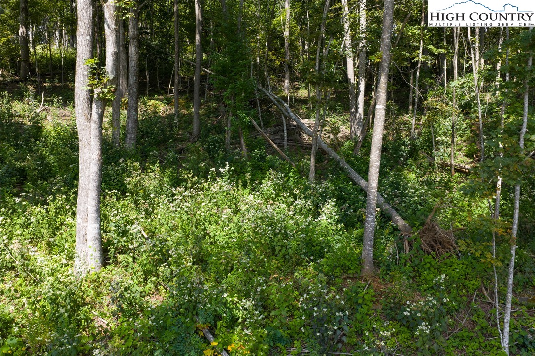 Lot 25 Poplar Forest Drive Boone, NC 28607 - Photo 23 of 25 a view of a garden