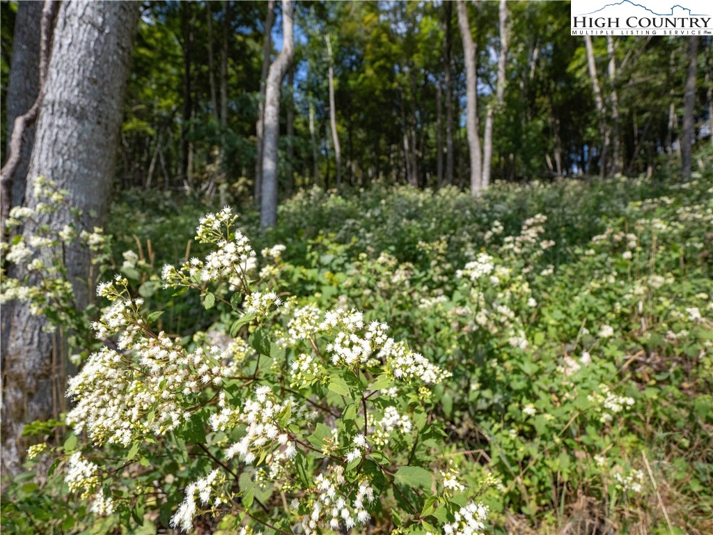 Lot 25 Poplar Forest Drive Boone, NC 28607 - Photo 25 of 25 a view of a lush green forest