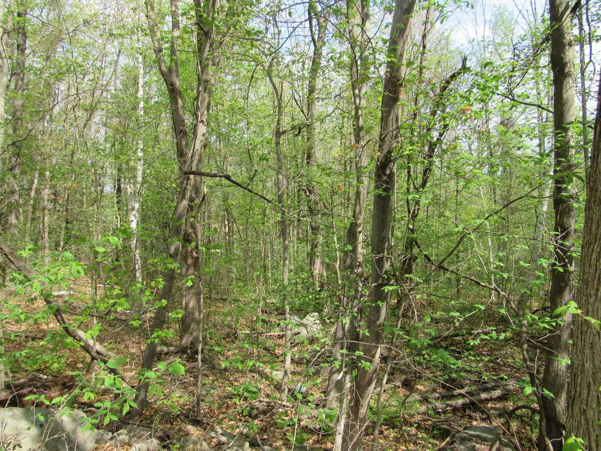 45 Dutton Road Pelham, NH 03076 - Photo 3 of 4