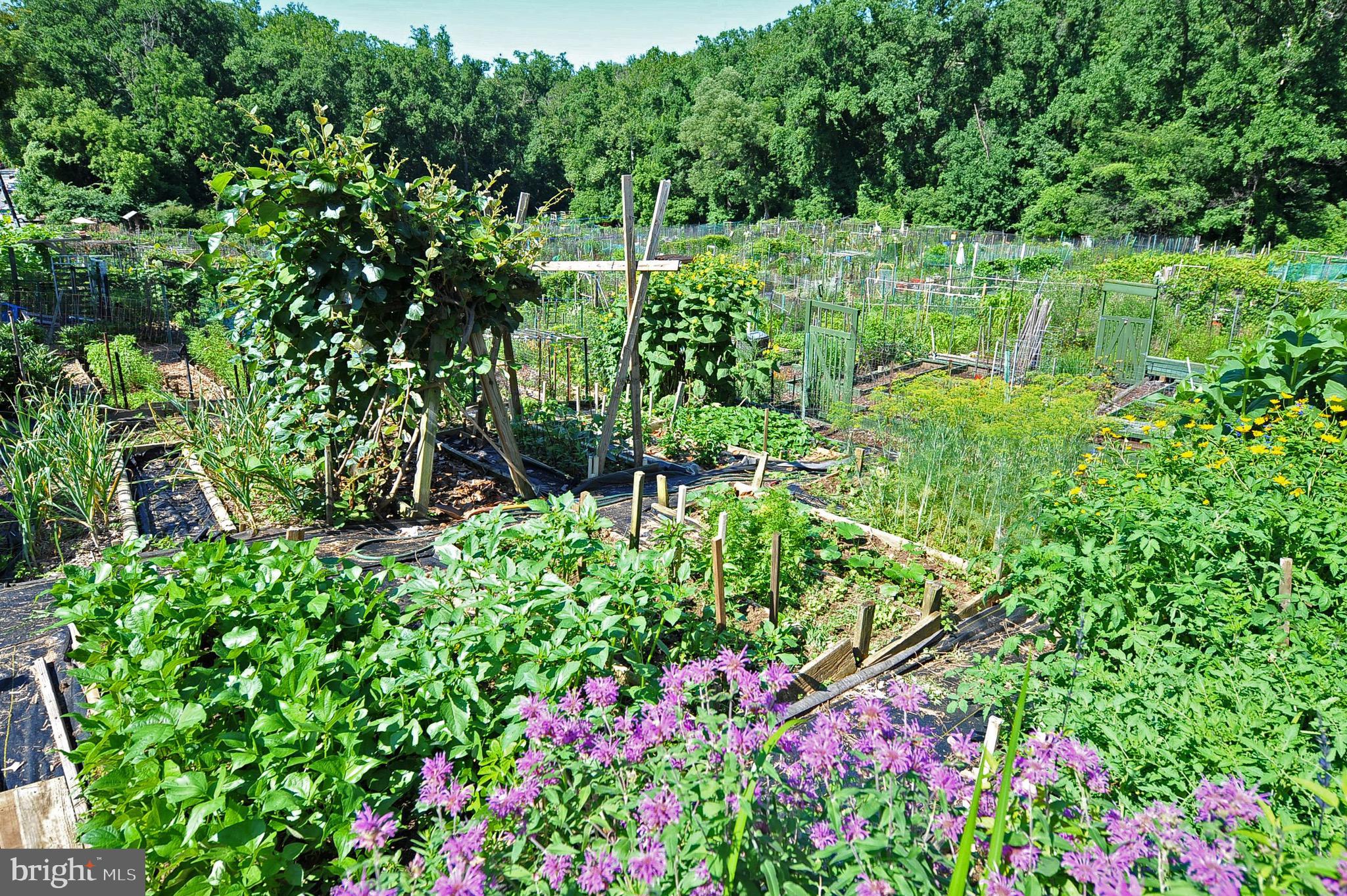 2725 39th Street Northwest, Unit 408 Washington, DC 20007 - Photo 14 of 15 Glover Park Community Garden