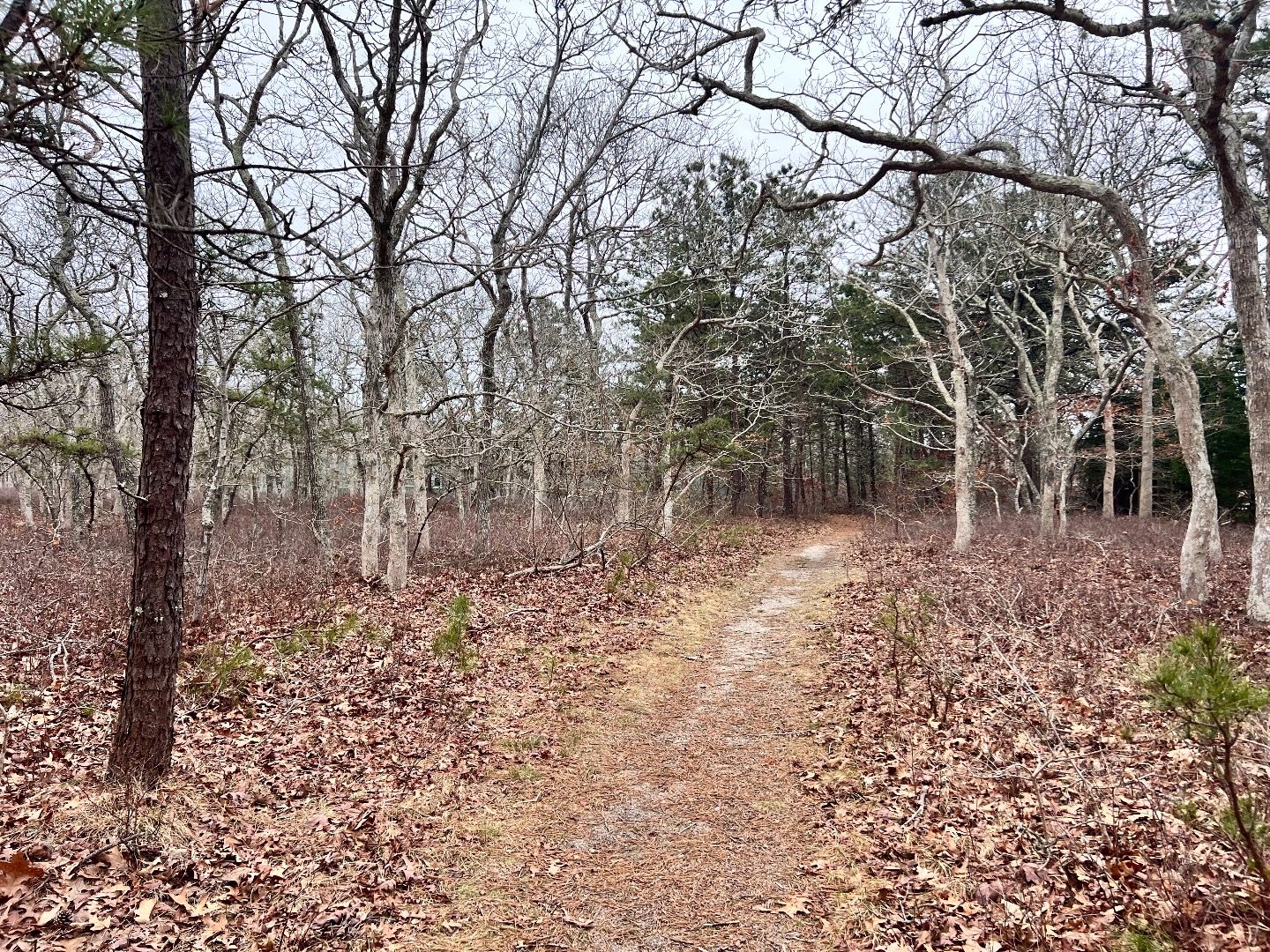 18 Cormorant Circle Edgartown, MA 02539 - Photo 37 of 42 a backyard of a house with lots of green space