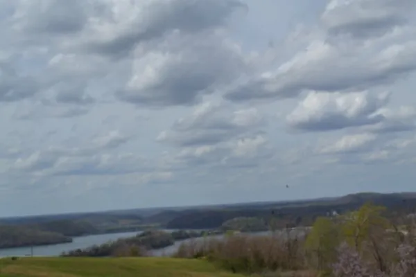 a close up of a tree in a garden