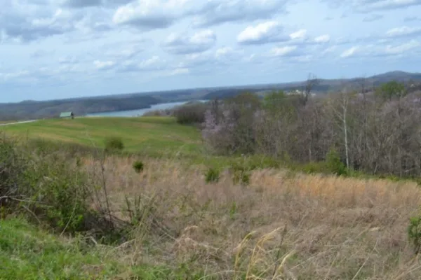 a view of a lush green forest with a mountain in the background