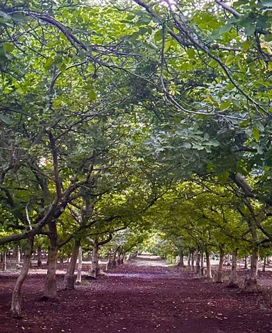a view of a trees with a tree