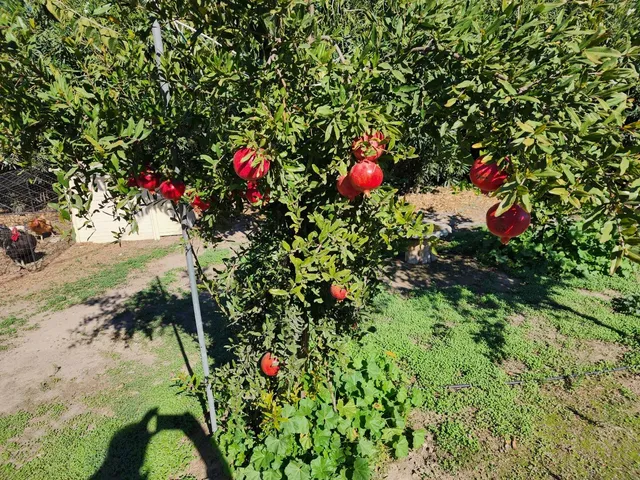a view of a tree in a yard