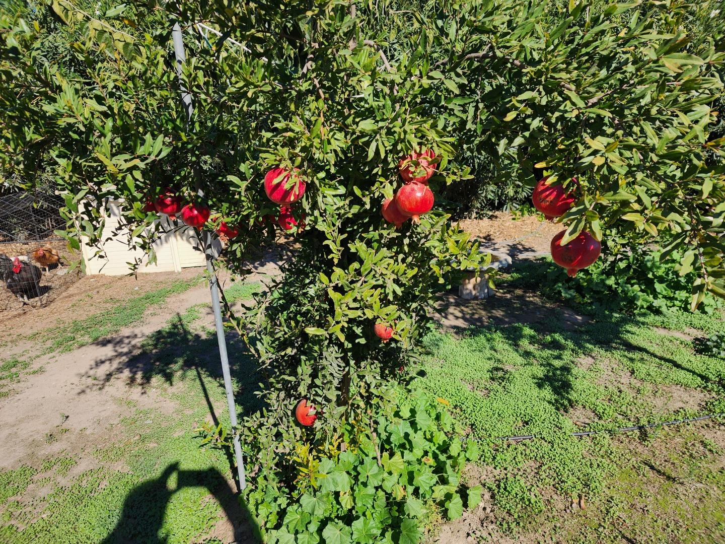 3719 North Hart Road Modesto, CA 95358 - Photo 28 of 47 a view of a tree in a yard