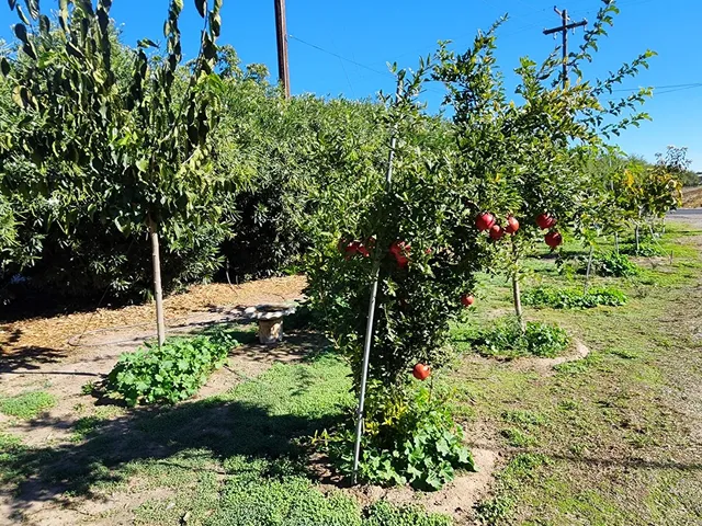 a view of a garden with a tree