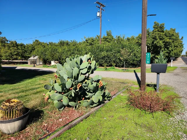 a view of a backyard with plants