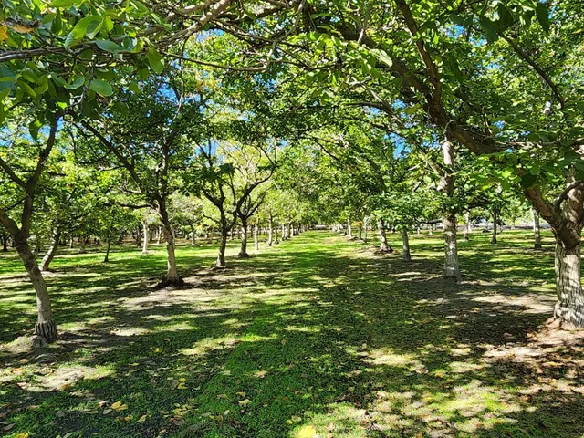 a big yard with trees