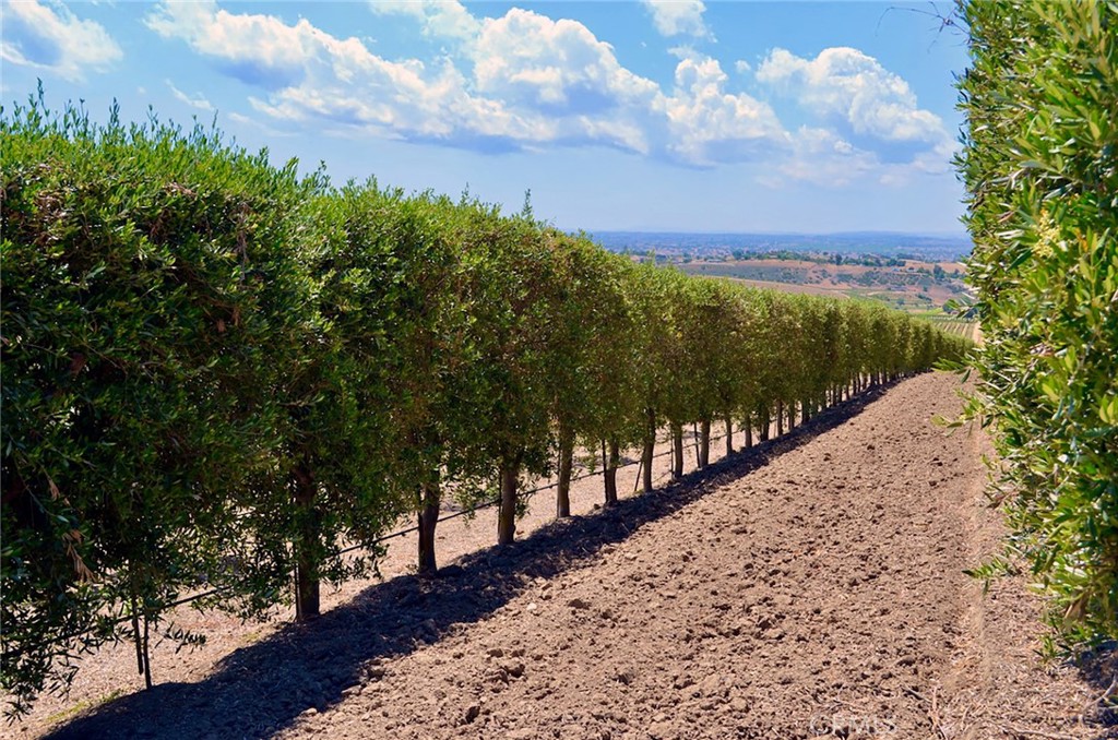6320 Von Dollen Road San Miguel, CA 93451 - Photo 24 of 32 a view of a pathway with a yard