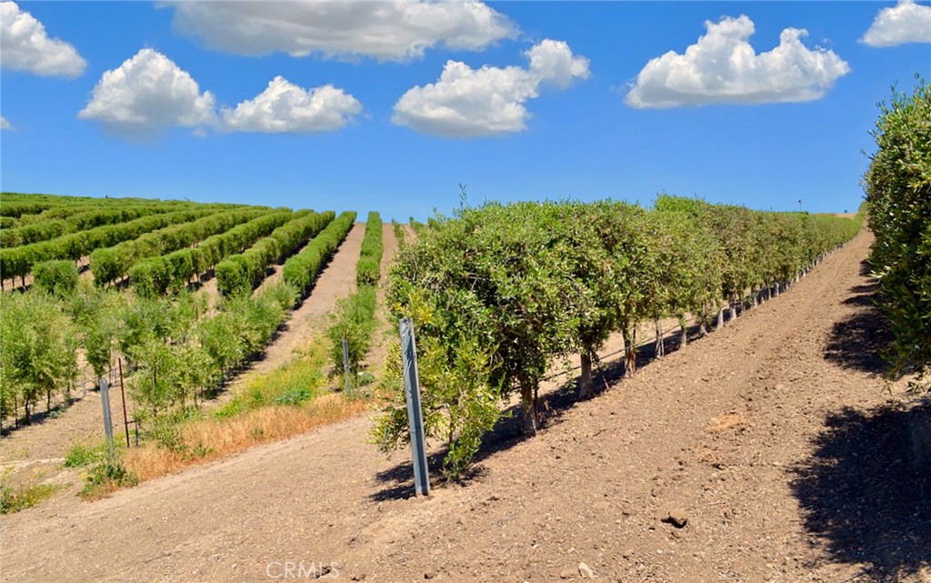 6320 Von Dollen Road San Miguel, CA 93451 - Photo 27 of 32 a view of a yard