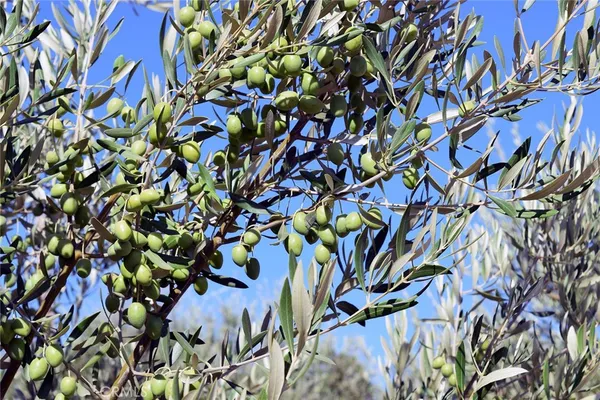 $2,750,000 | 6320 Von Dollen Road, San Miguel, CA 93451