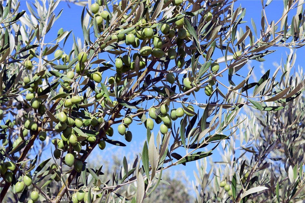 6320 Von Dollen Road San Miguel, CA 93451 - Photo 28 of 32 a close up of a plant