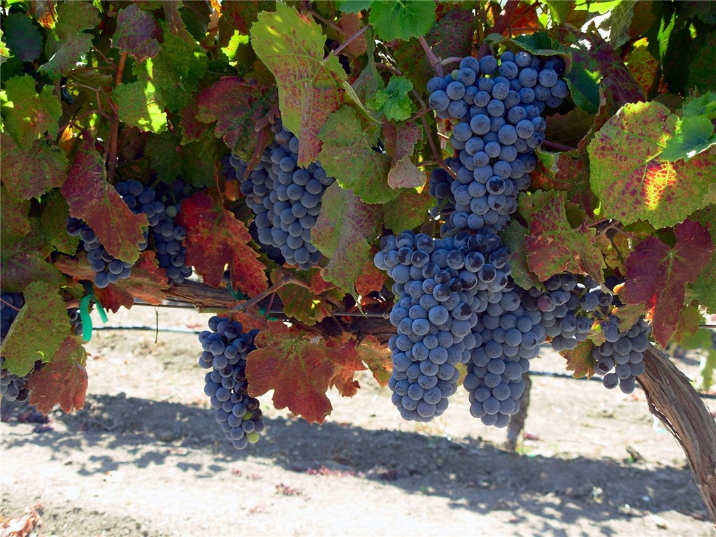 6320 Von Dollen Road San Miguel, CA 93451 - Photo 31 of 32 a view of a yard