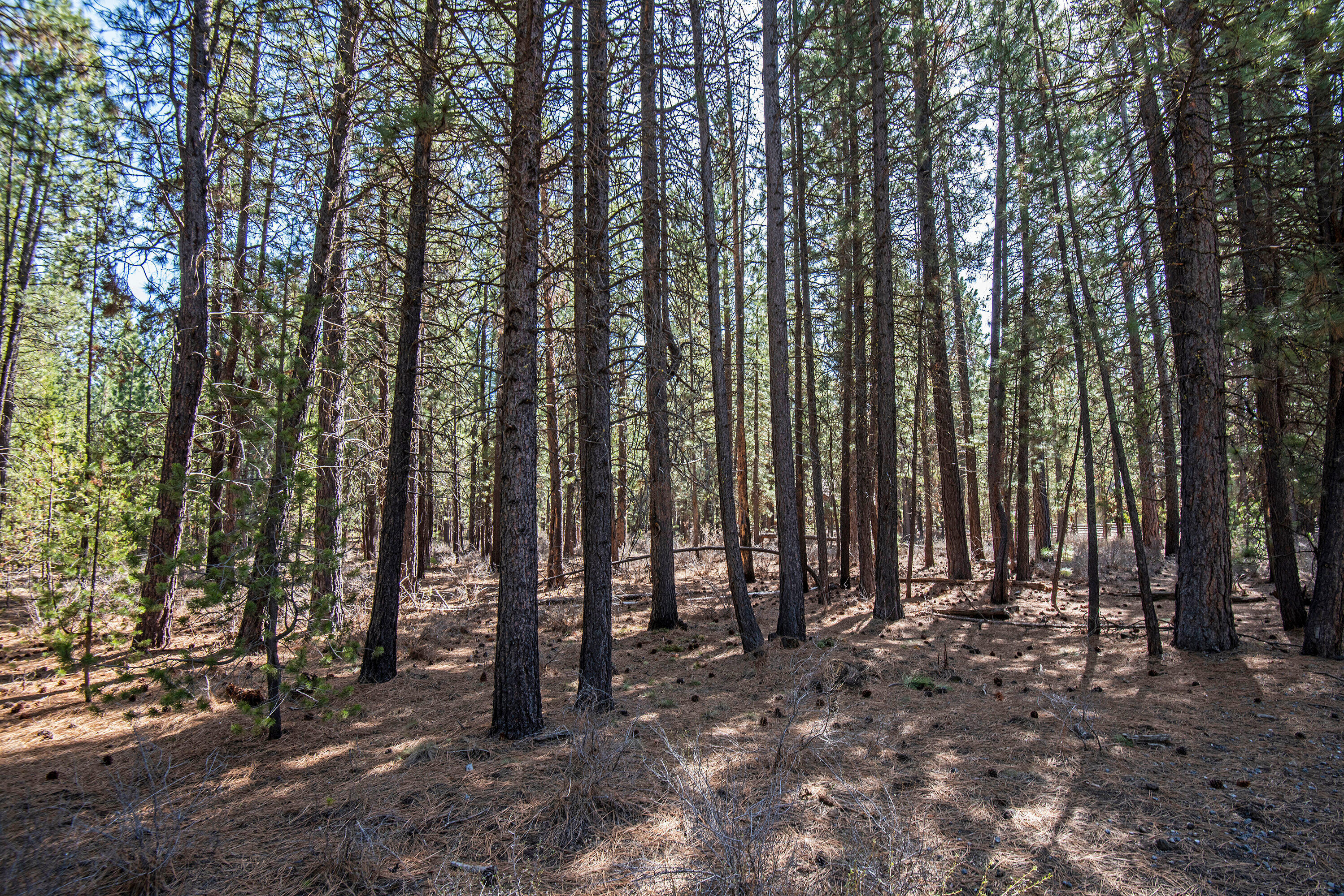 56748 Spring River Loop Bend, OR 97707 - Photo 15 of 17 a view of outdoor space and yard