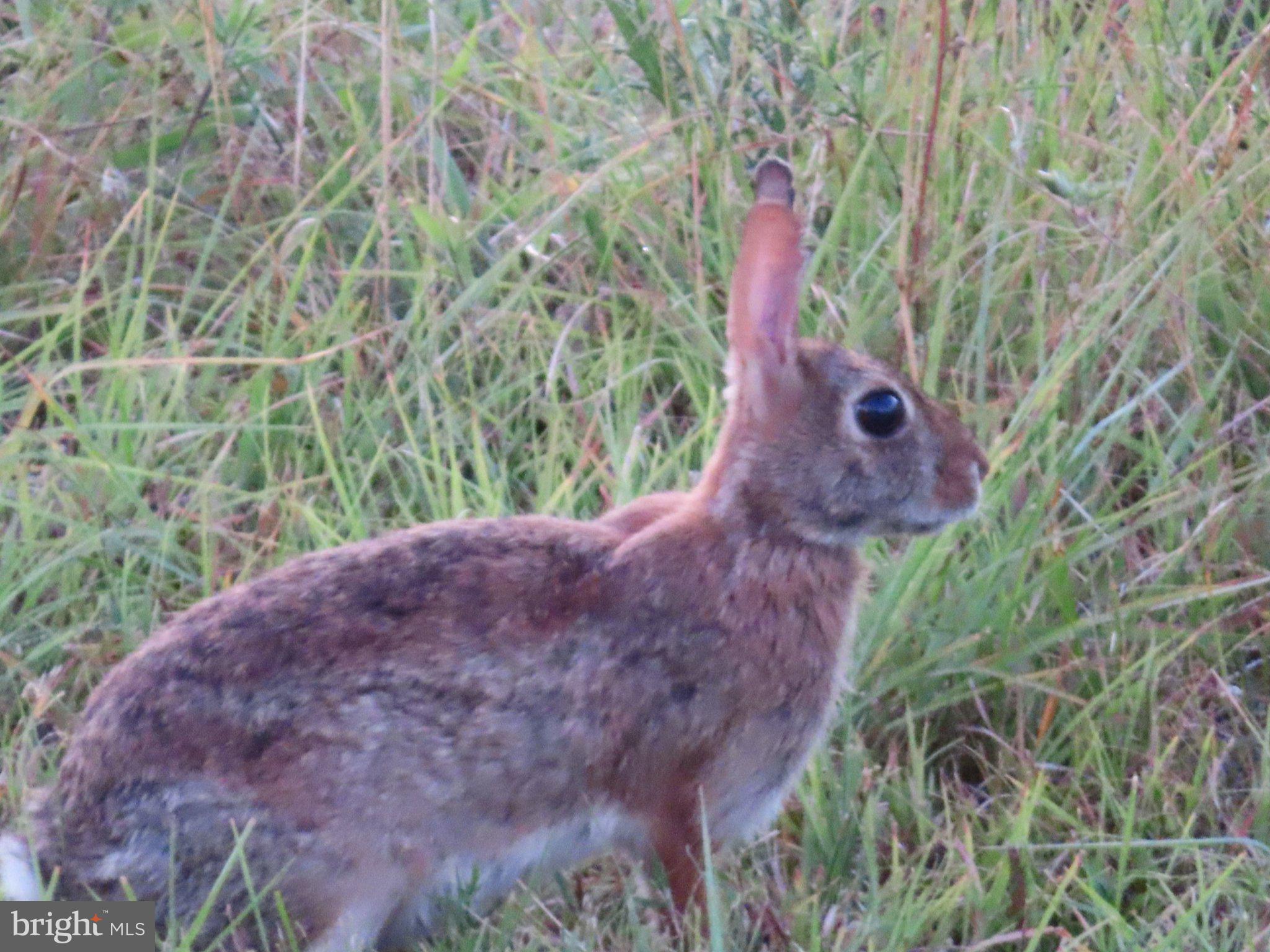 2199 Cheyennes Trail Gerrardstown, WV 25420 - Photo 58 of 63 Curious rabbit in tall grass.