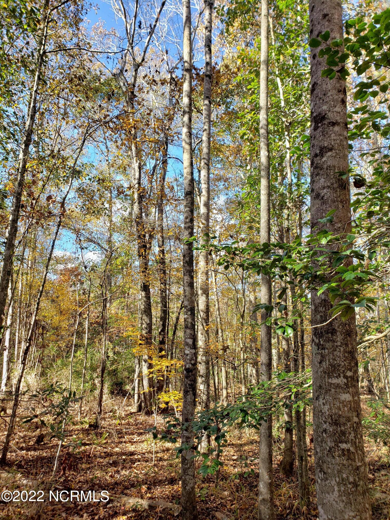 1 Trent Road Merritt, NC 28556 - Photo 4 of 5 Lot Interrior 3