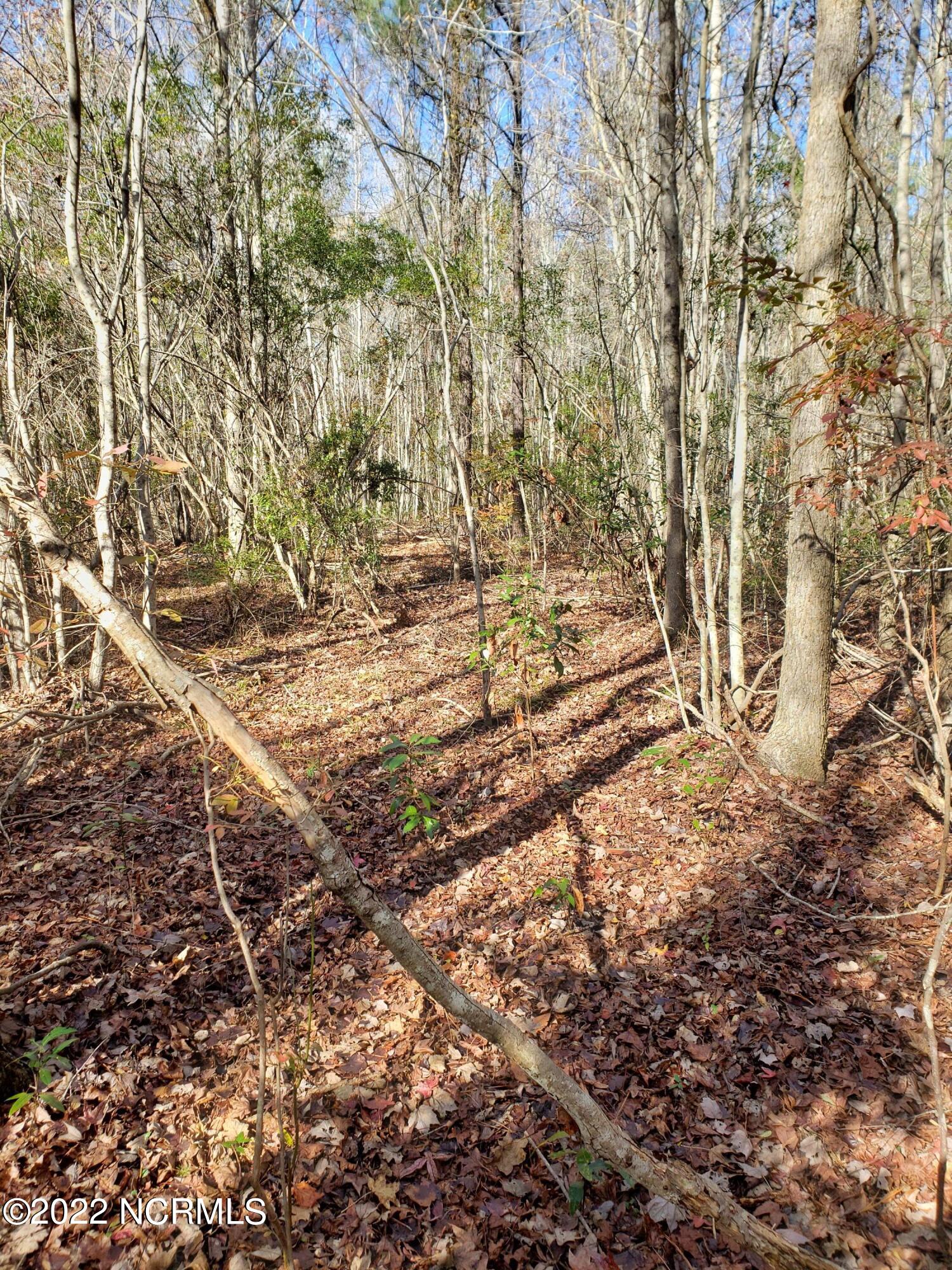 1 Trent Road Merritt, NC 28556 - Photo 5 of 5 Lot Interior 4
