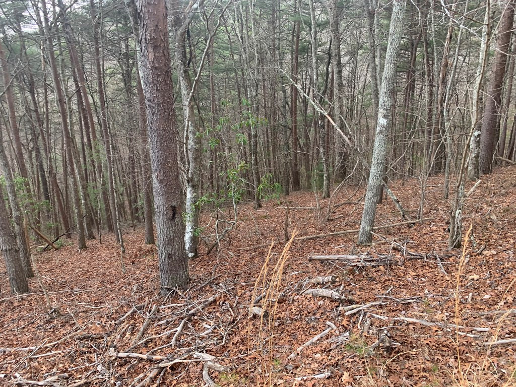 Lot 20 Wolf Ridge Lane Murphy, NC 28906 - Photo 19 of 27