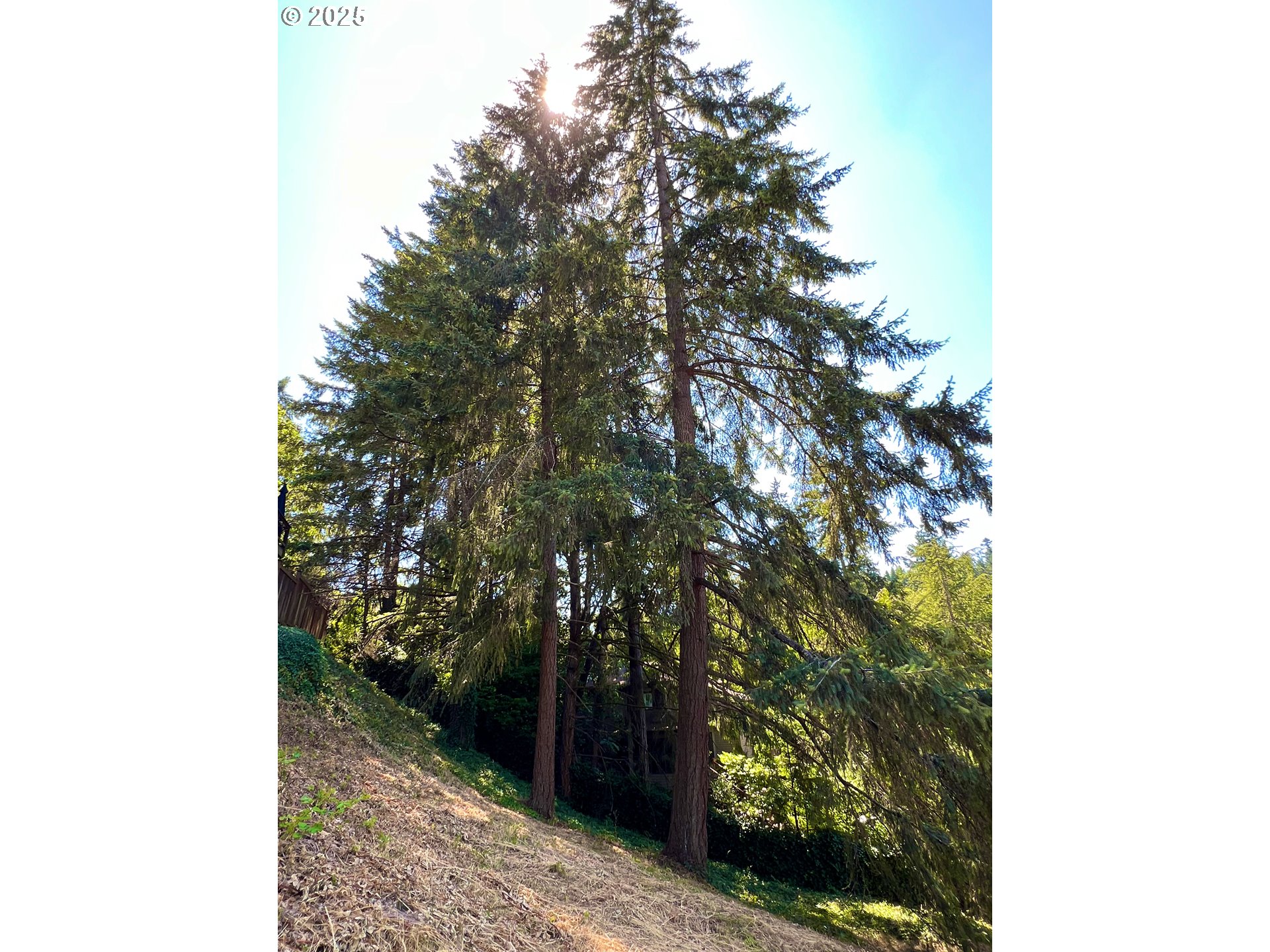 3046 Whitbeck Boulevard Eugene, OR 97405 - Photo 11 of 14 a backyard of a house